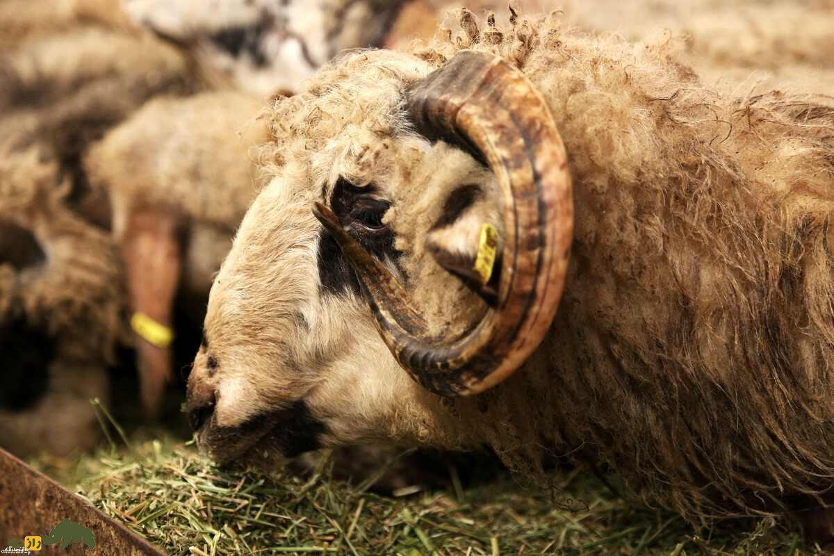 گوسفند شاه‌آبادی؛ گوسفند معروف هندی که استاد زندگی مناطق گرم و خشک است و گوشتش چربی ندارد!