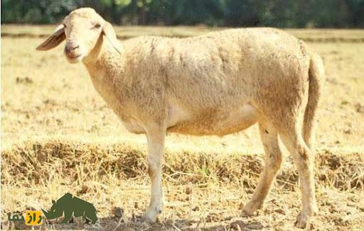 گوسفند شاهآبادی؛ گوسفند معروف هندی که استاد زندگی مناطق گرم و خشک است گوسفند شاهآبادی؛ گوسفند معروف هندی که استاد زندگی مناطق گرم و خشک است