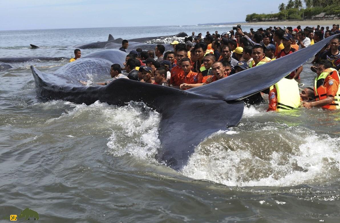چرا نهنگ‌ها خودکشی می‌کنند؟