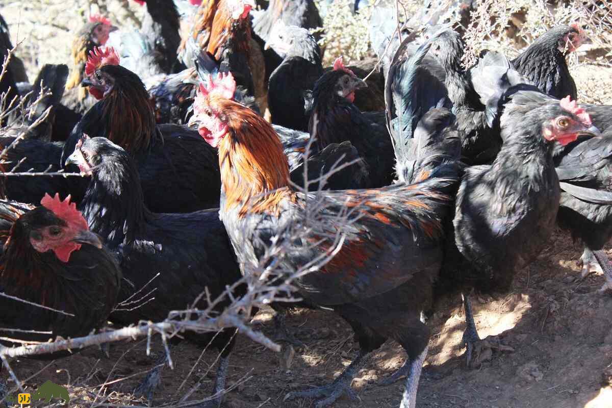 مرغ نیکسی؛ مرغ معروف چینی که انرژی انسان را زیاد می‌کند و خاصیت دارویی دارد