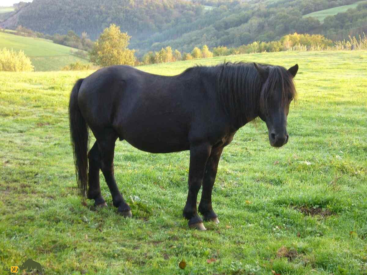 اسب پوتوک؛ اسب معروف ایالت باسک که از یک حیوان بارکش به یک اسب سوارکاری تبدیل و قهرمان مسابقات شد