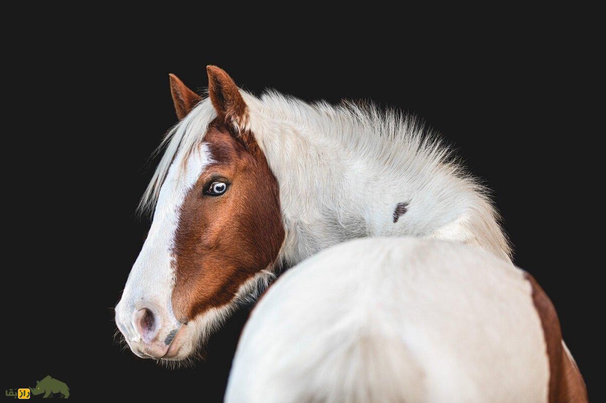 اسب پوتوک؛ اسب معروف ایالت باسک که از یک حیوان بارکش به یک اسب سوارکاری تبدیل و قهرمان مسابقات شد