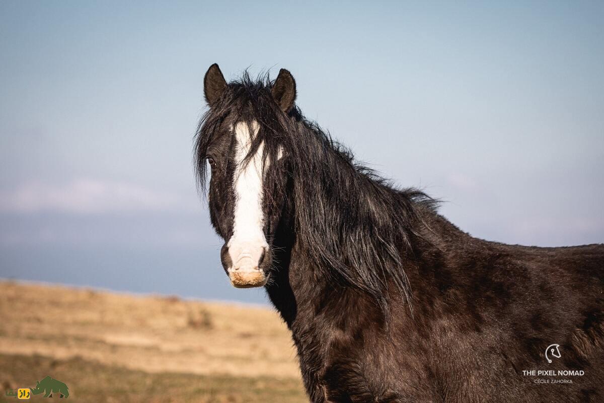 اسب پوتوک؛ اسب معروف ایالت باسک که از یک حیوان بارکش به یک اسب سوارکاری تبدیل و قهرمان مسابقات شد