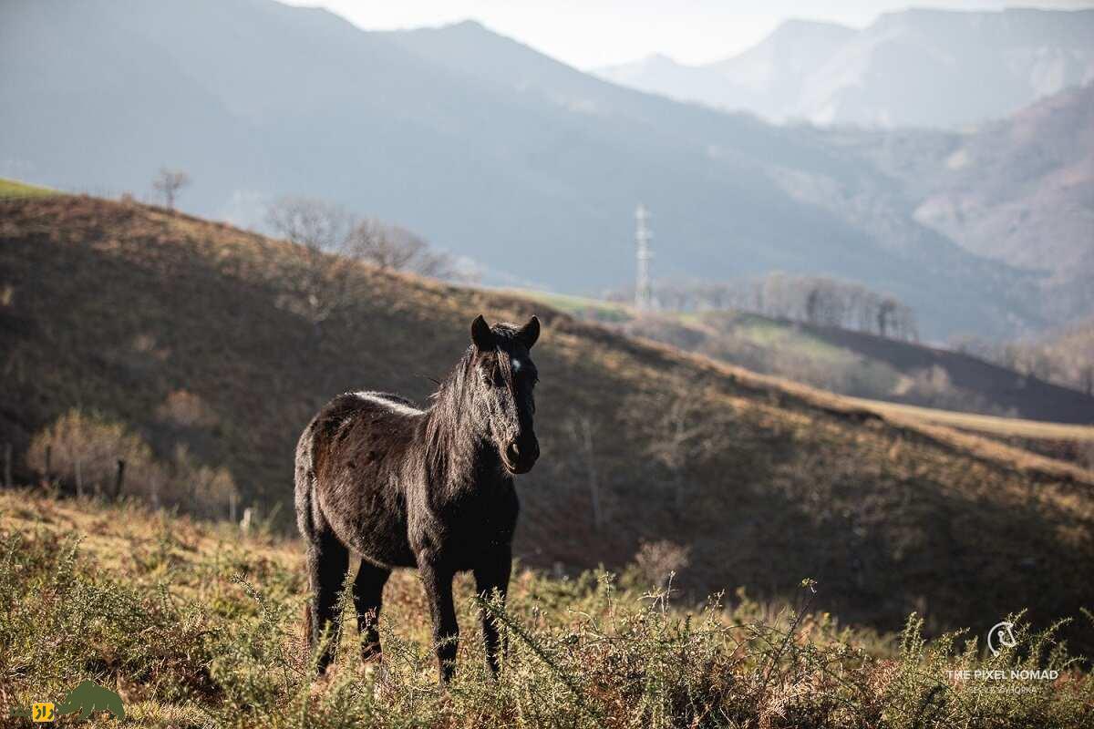اسب پوتوک؛ اسب معروف ایالت باسک که از یک حیوان بارکش به یک اسب سوارکاری تبدیل و قهرمان مسابقات شد
