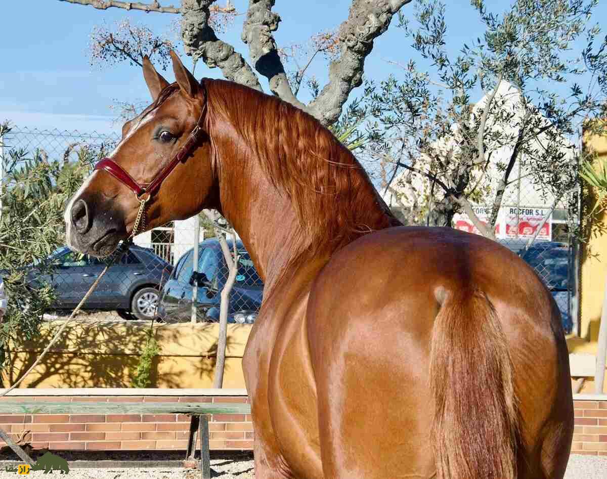 اسب پوتوک؛ اسب معروف ایالت باسک که از یک حیوان بارکش به یک اسب سوارکاری تبدیل و قهرمان مسابقات شد