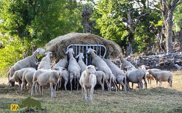 گوسفند جلالونی؛ گوسفند گوشدراز ساکن «اوتار پرادش» که استاد زندگی در آب و هوای گرم و خشک است گوسفند جلالونی