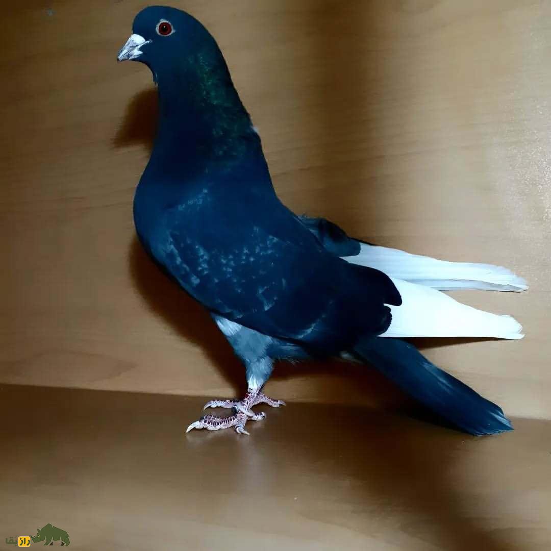 زاغ دستپر سفید؛ کبوتر پرطرفدار ایرانی که شبیه یک تابلوی سیاه و سفید در آسمان است زاغ دستپر سفید؛ کبوتر پرطرفدار ایرانی که شبیه یک تابلوی سیاه و سفید در آسمان است