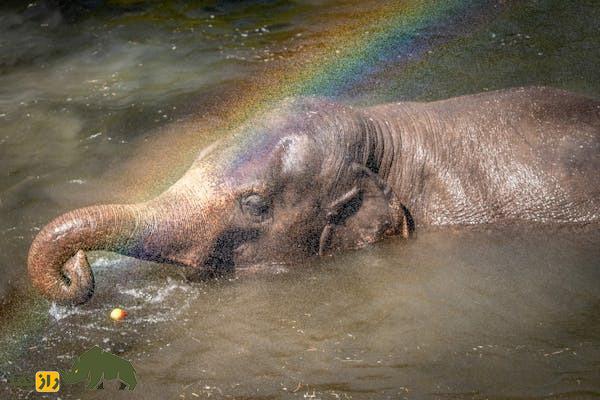 آیا رنگین کمان می‌تواند دایره‌ای شود؟! / انتهای رنگین کمان کجاست؟!