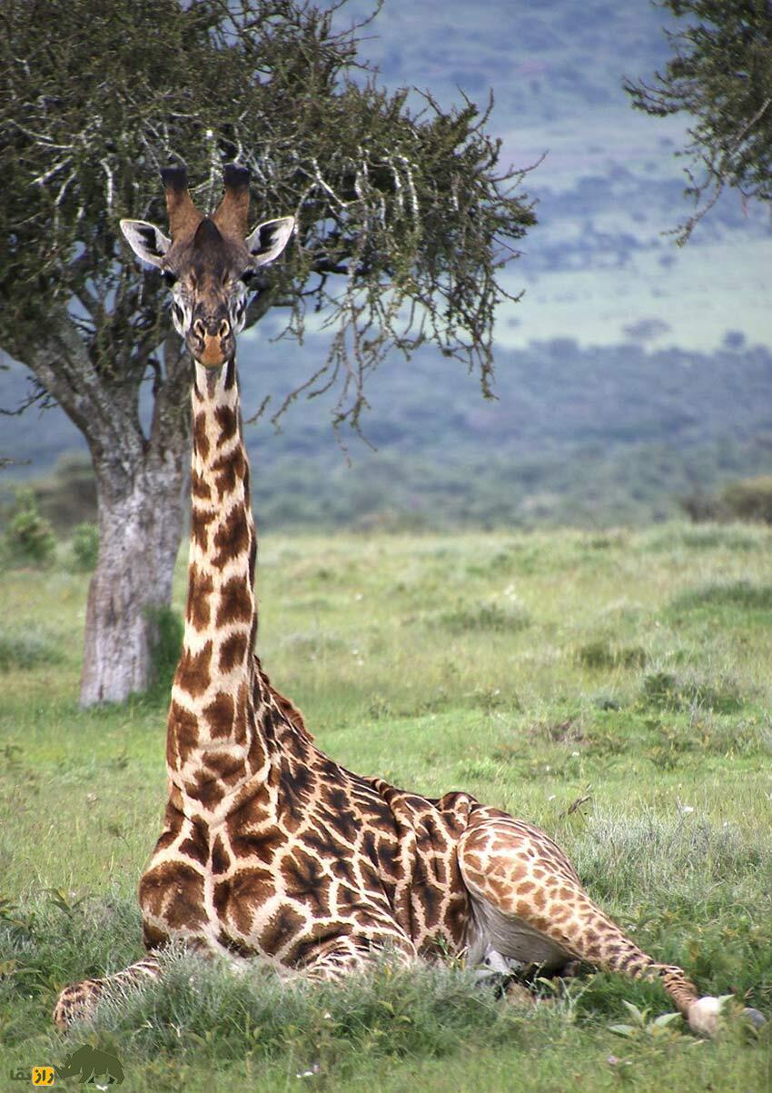 زرّافه چطور میخوابد؟ عادت عجیب زرافهها در خوابیدن زرّافه چطور میخوابد؟ عادت عجیب زرافهها در خوابیدن