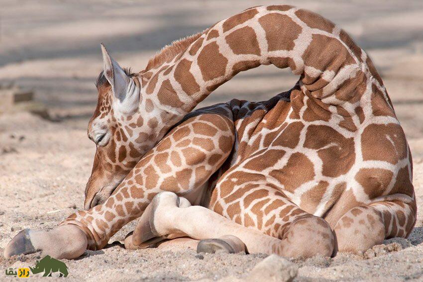 زرّافه چطور میخوابد؟ عادت عجیب زرافهها در خوابیدن زرّافه چطور میخوابد؟ عادت عجیب زرافهها در خوابیدن
