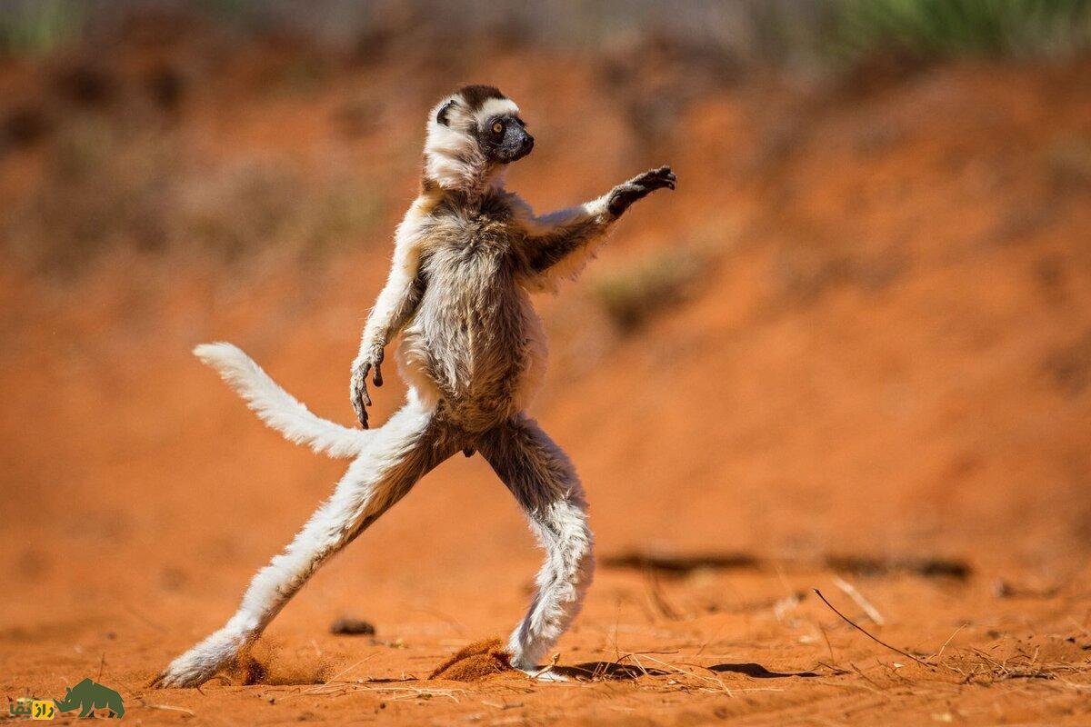 ماجرای باورنکردنی طنز در حیا‌ت‌وحش؛ جانوران با هم شوخی دارند!