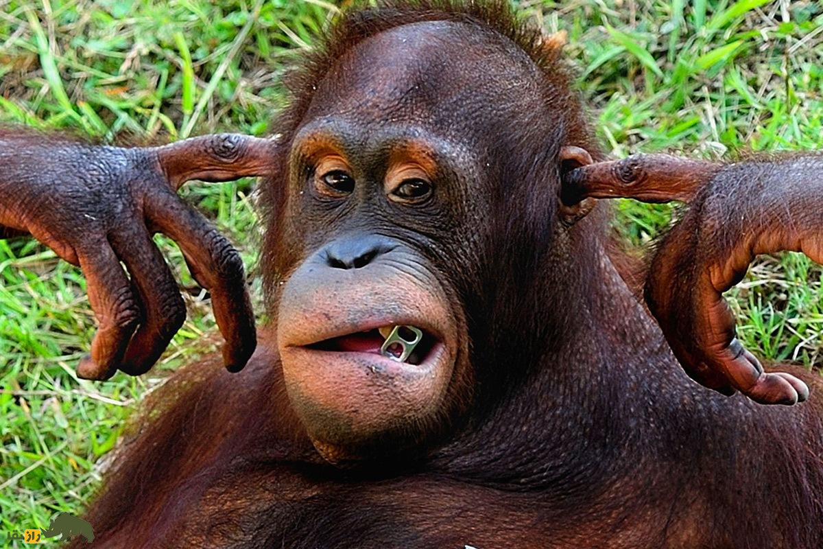 ماجرای باورنکردنی طنز در حیا‌ت‌وحش؛ جانوران با هم شوخی دارند!