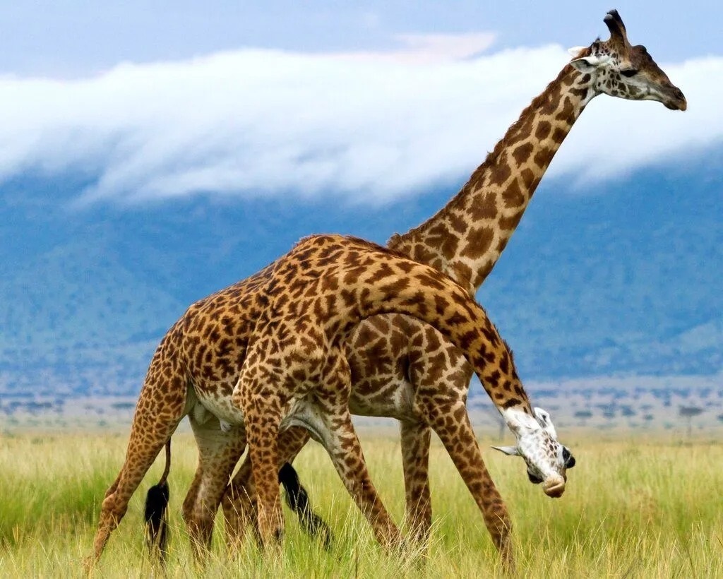 نبرد سنگین زرافه‌ها بر سر قلمرو + تصاویر