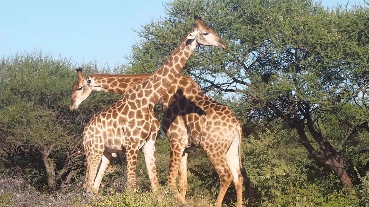 نبرد سنگین زرافه‌ها بر سر قلمرو + تصاویر