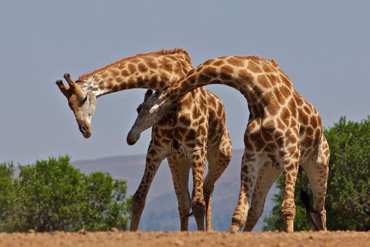 نبرد سنگین زرافه‌ها بر سر قلمرو + تصاویر