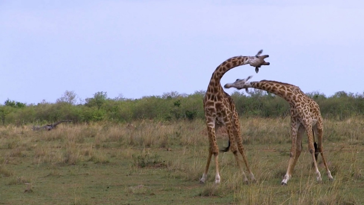 نبرد سنگین زرافه‌ها بر سر قلمرو + تصاویر