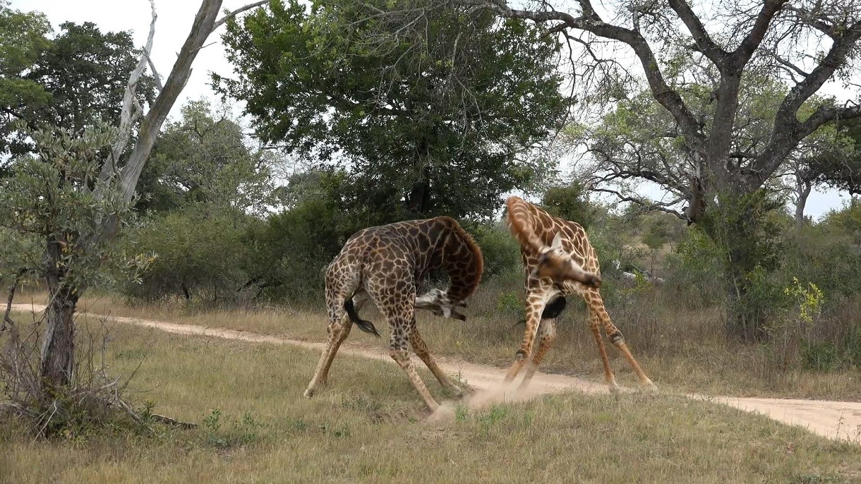 نبرد سنگین زرافه‌ها بر سر قلمرو + تصاویر