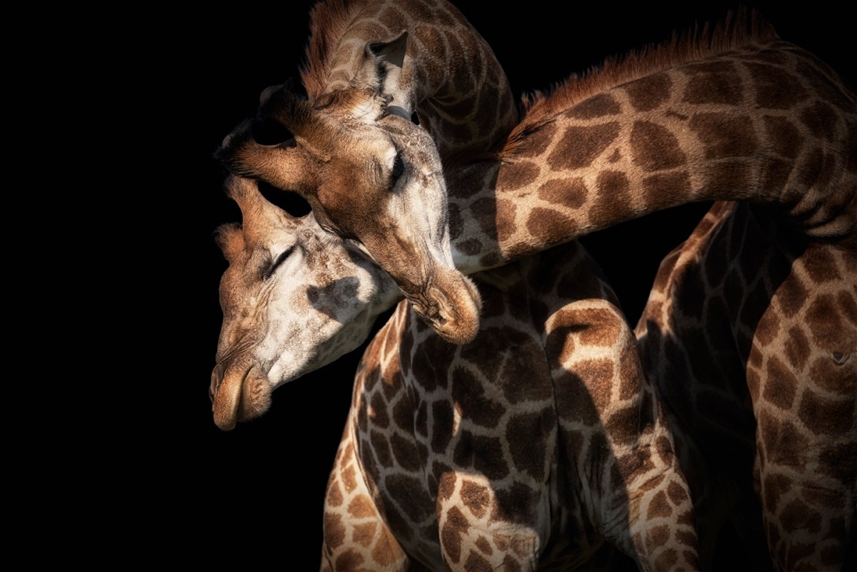 نبرد سنگین زرافه‌ها بر سر قلمرو + تصاویر