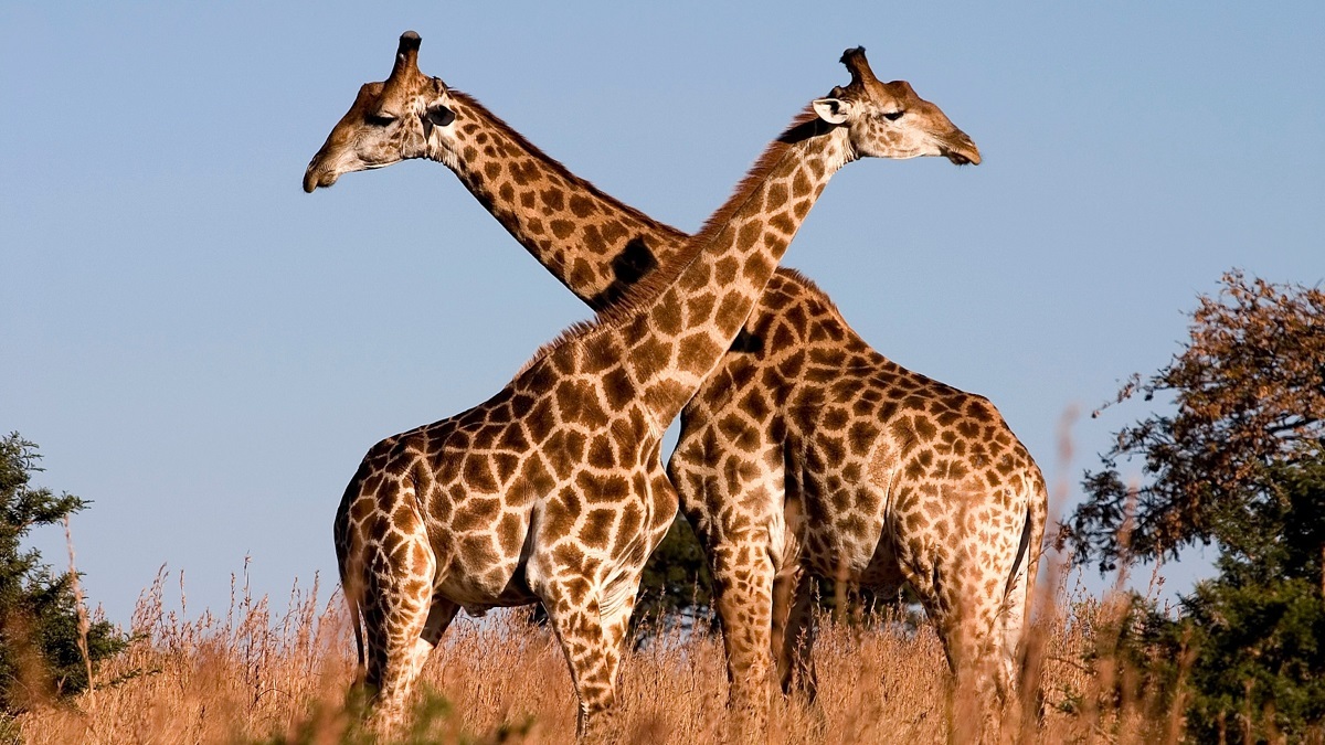 نبرد سنگین زرافه‌ها بر سر قلمرو + تصاویر