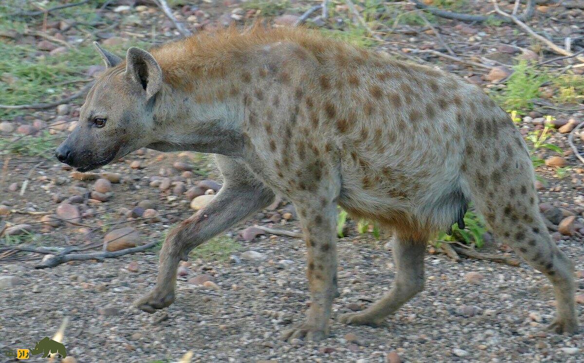 روز جهانی کفتار؛ خنده کفتار چیست؟ کفتار