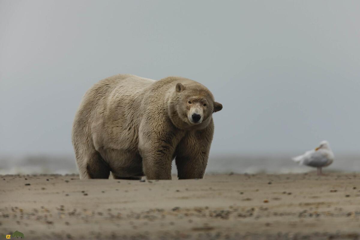 (تصاویر) تصاویری از «آلبرت چاق»؛ چاق‌ترین خرس‌ قطبی دنیا با ۶۵۰ کیلو وزن