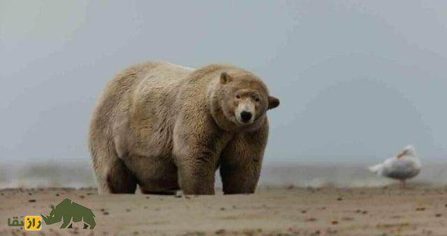 (تصاویر) تصاویری از «آلبرت چاق»؛ یکی از بزرگترین خرس‌های قطبی دنیا با ۶۵۰ کیلو وزن