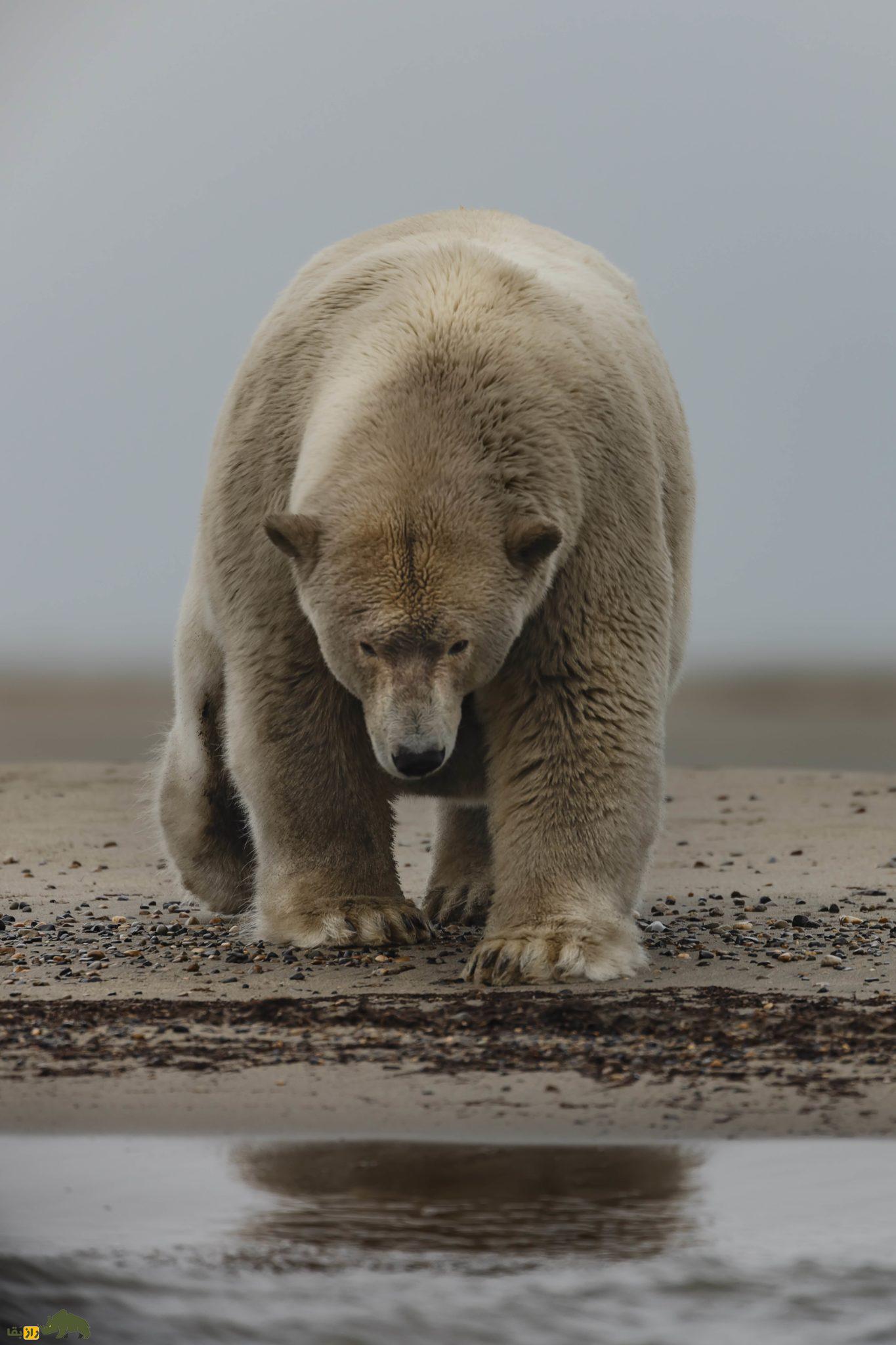 (تصاویر) تصاویری از «آلبرت چاق»؛ یکی از بزرگترین خرس‌های قطبی دنیا با ۶۵۰ کیلو وزن