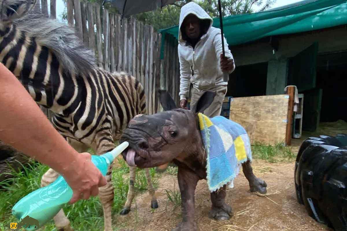 (تصاویر) دوستی عجیب گورخر و کرگدن معروف؛ وجه مشترک این دو حیوان چیست؟