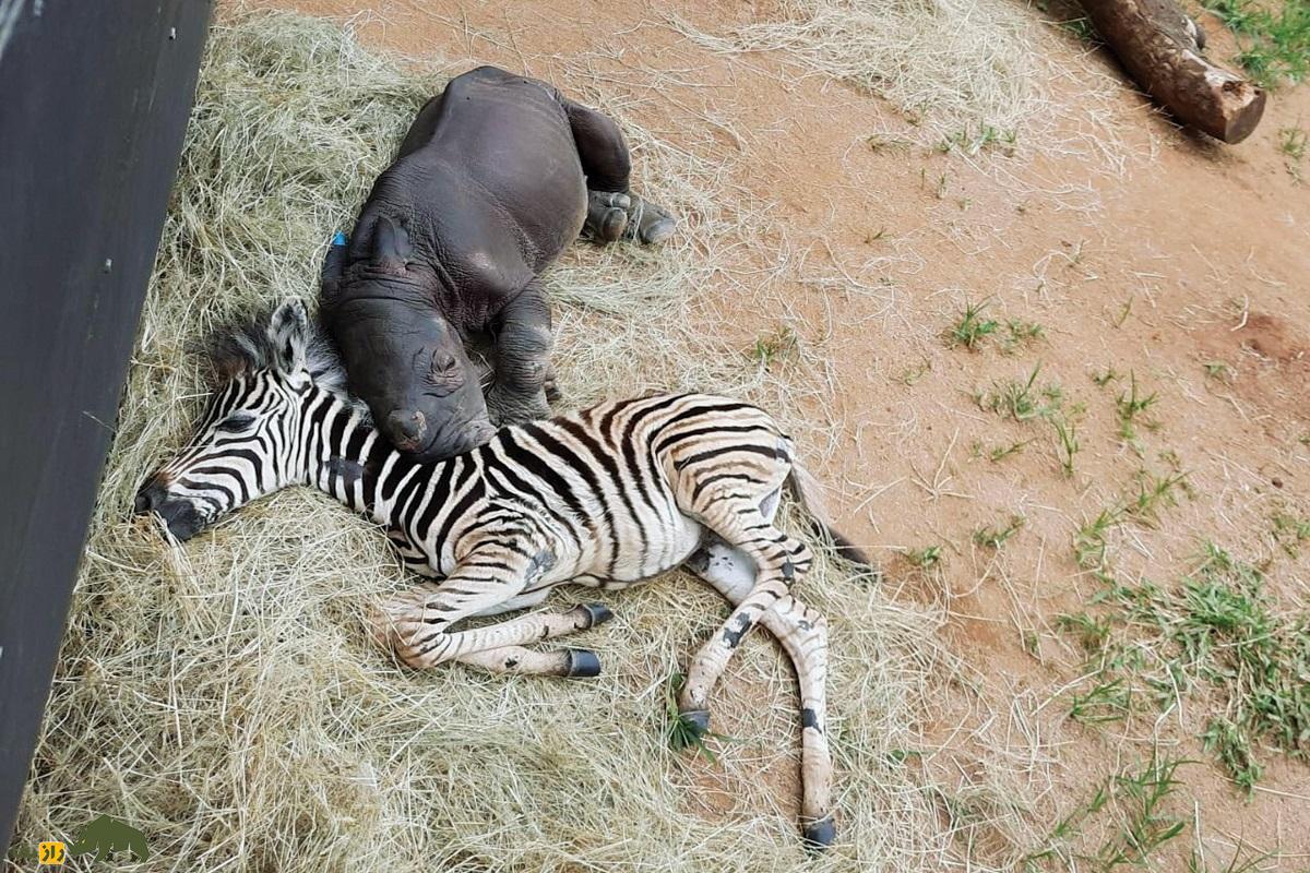 (تصاویر) دوستی عجیب گورخر و کرگدن معروف؛ وجه مشترک این دو حیوان چیست؟