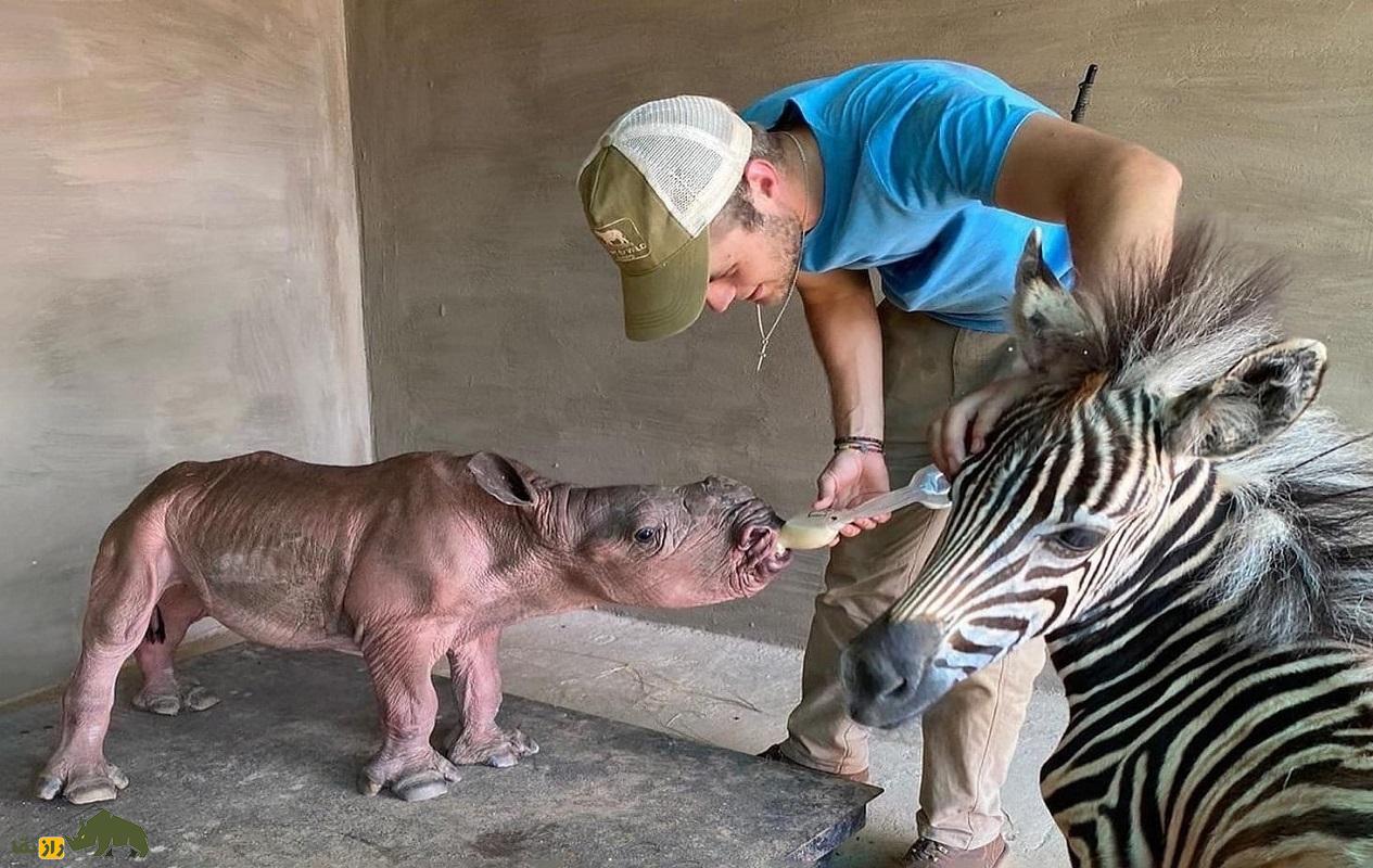 (تصاویر) دوستی عجیب گورخر و کرگدن معروف؛ وجه مشترک این دو حیوان چیست؟