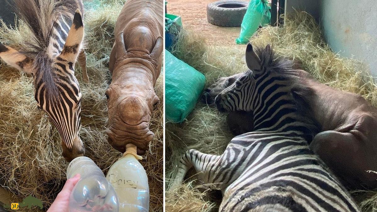 (تصاویر) دوستی عجیب گورخر و کرگدن معروف؛ وجه مشترک این دو حیوان چیست؟