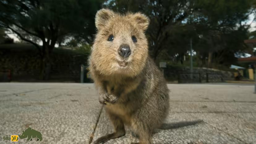 حیوان محبوبی که ستاره رسانه‌های اجتماعی است؛ شادترین حیوان جهان چیست؟!