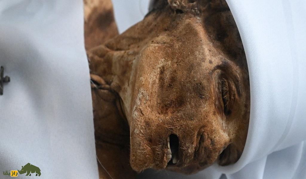 عجیب و باورنکردنی؛ اجساد در این شهر خود به خود مومیایی میشوند عجیب و باورنکردنی؛ اجساد در این شهر خود به خود مومیایی میشوند