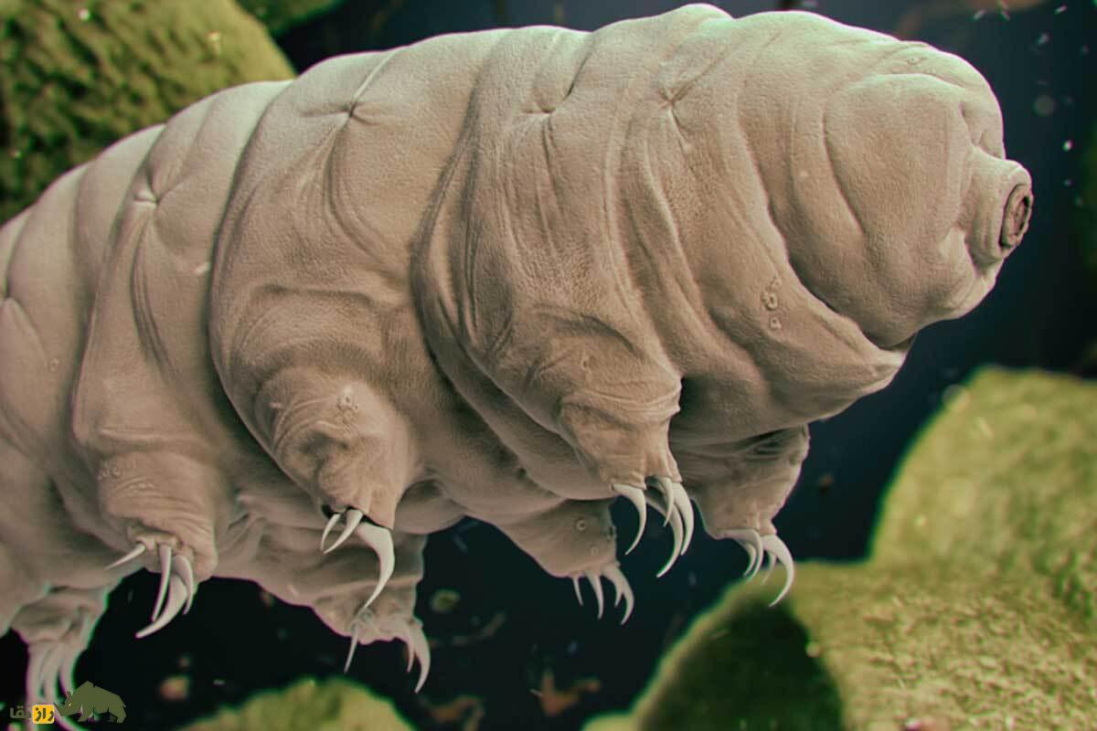 عجیبترین چیزهای جهان که باید حتما از وجودشان با خبر باشید! عجیبترین چیزهای جهان که باید حتما از وجودشان با خبر باشید!