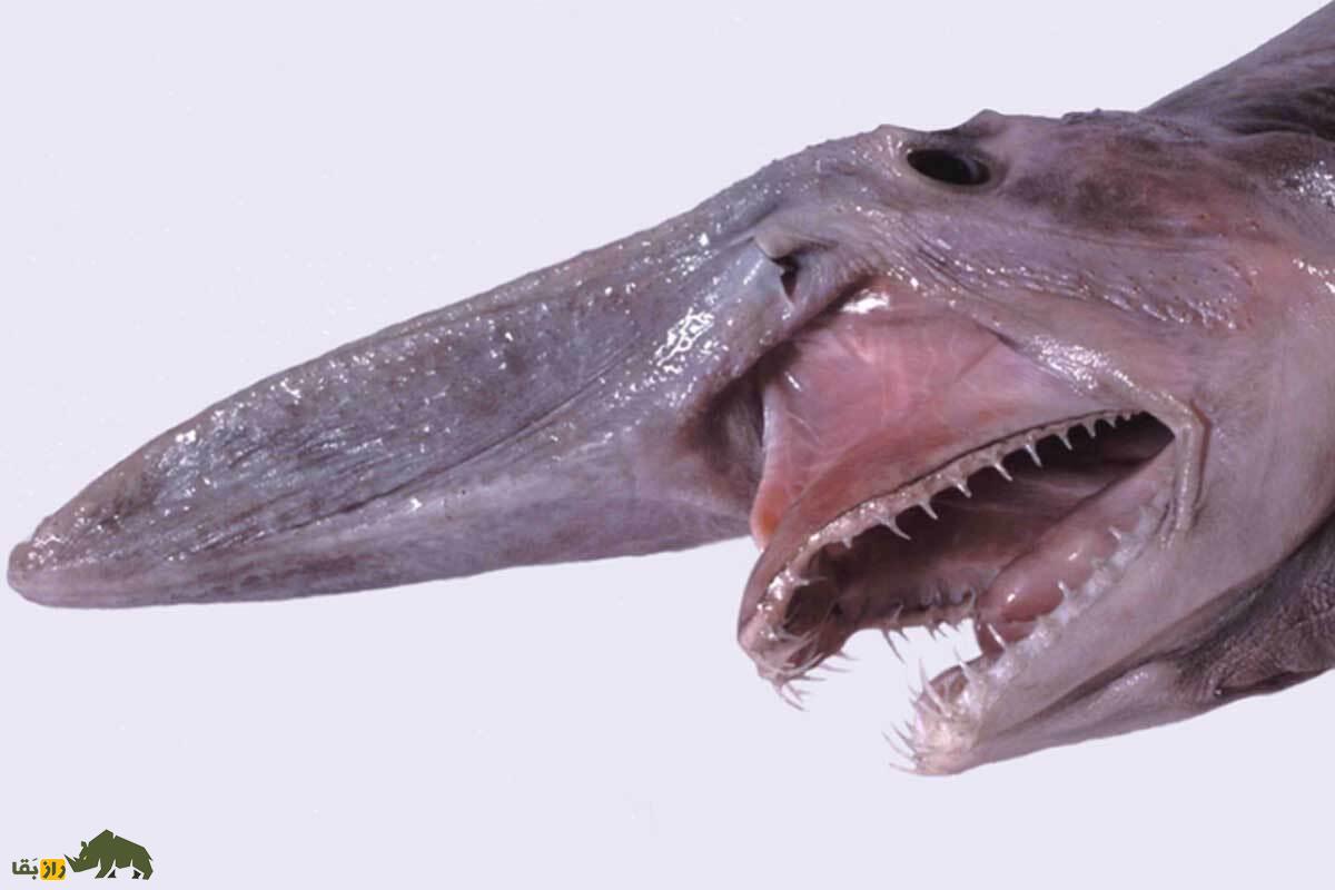 عجیبترین چیزهای جهان که باید حتما از وجودشان با خبر باشید! عجیبترین چیزهای جهان که باید حتما از وجودشان با خبر باشید!