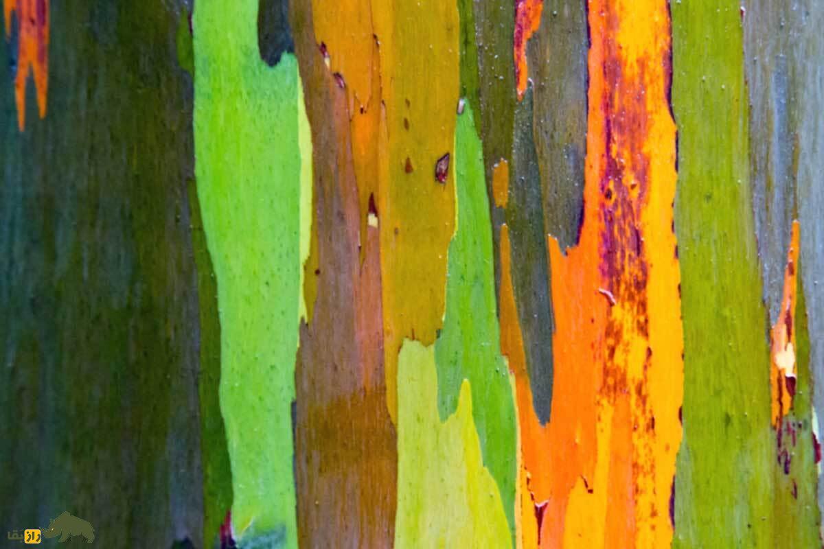 عجیبترین چیزهای جهان که باید حتما از وجودشان با خبر باشید! عجیبترین چیزهای جهان که باید حتما از وجودشان با خبر باشید!