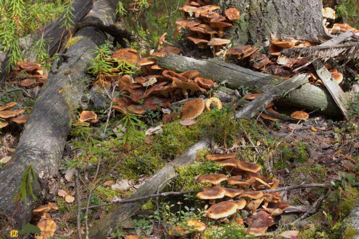 عجیبترین چیزهای جهان که باید حتما از وجودشان با خبر باشید! عجیبترین چیزهای جهان که باید حتما از وجودشان با خبر باشید!