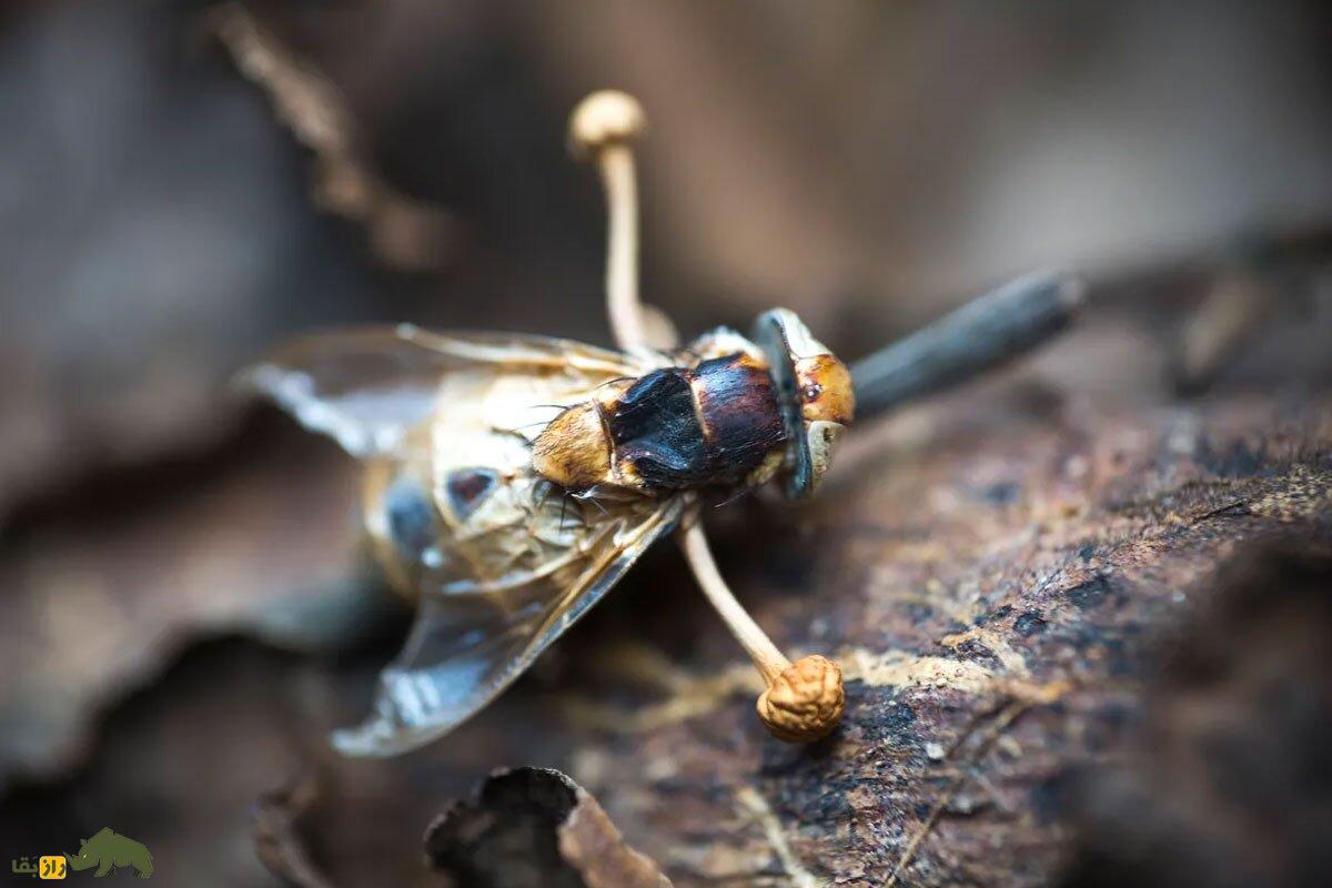 قارچ‌های زامبیِ سریال The Last Of Us واقعی هستند!