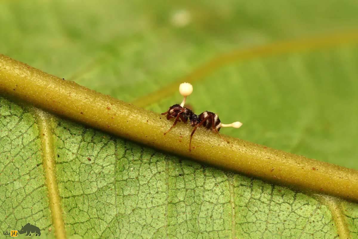 قارچ‌های زامبیِ سریال The Last Of Us واقعی هستند!