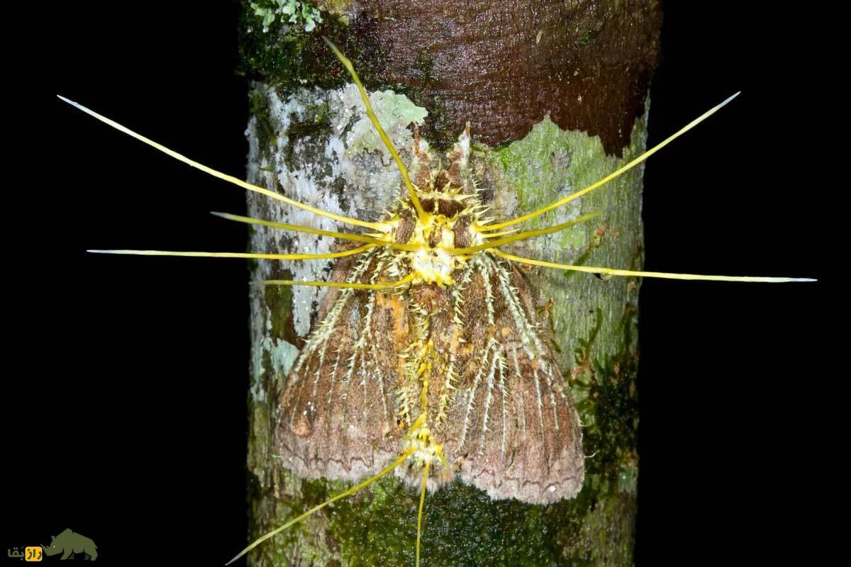 قارچ‌های زامبیِ سریال The Last Of Us واقعی هستند!