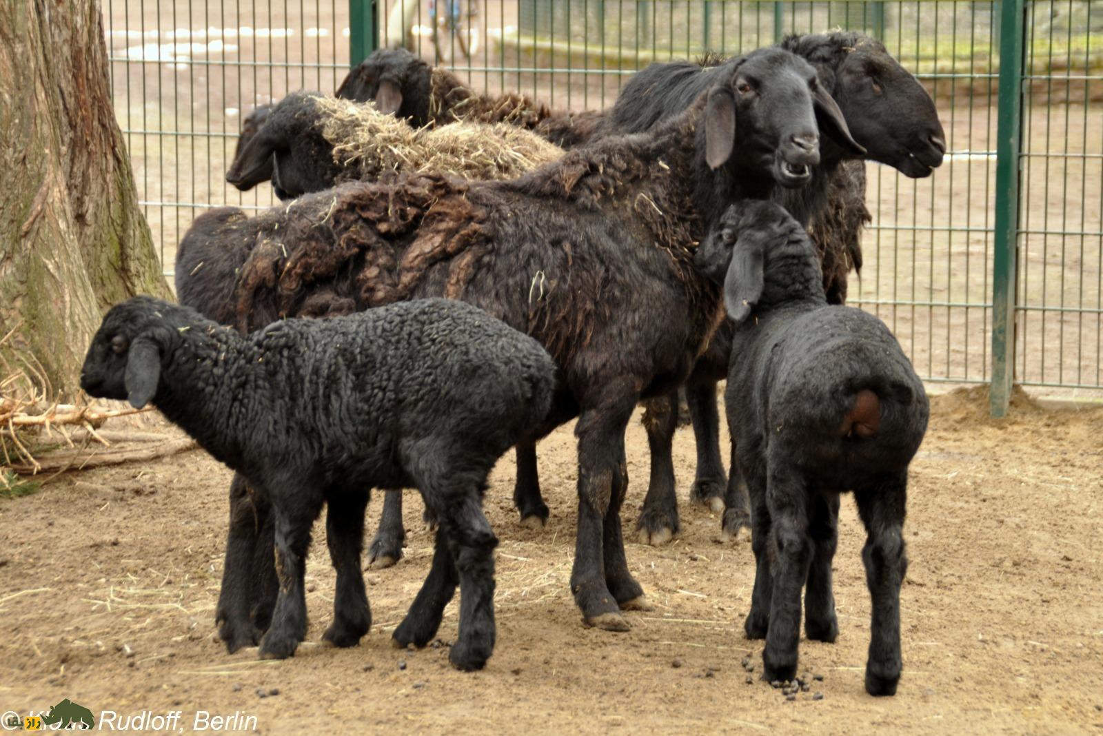 گوسفند عجیب و غول‌پیکر تاجیکستان؛ این گوسفند ۴۰ هزار دلاری با دو دُمبه را بیشتر بشناسید