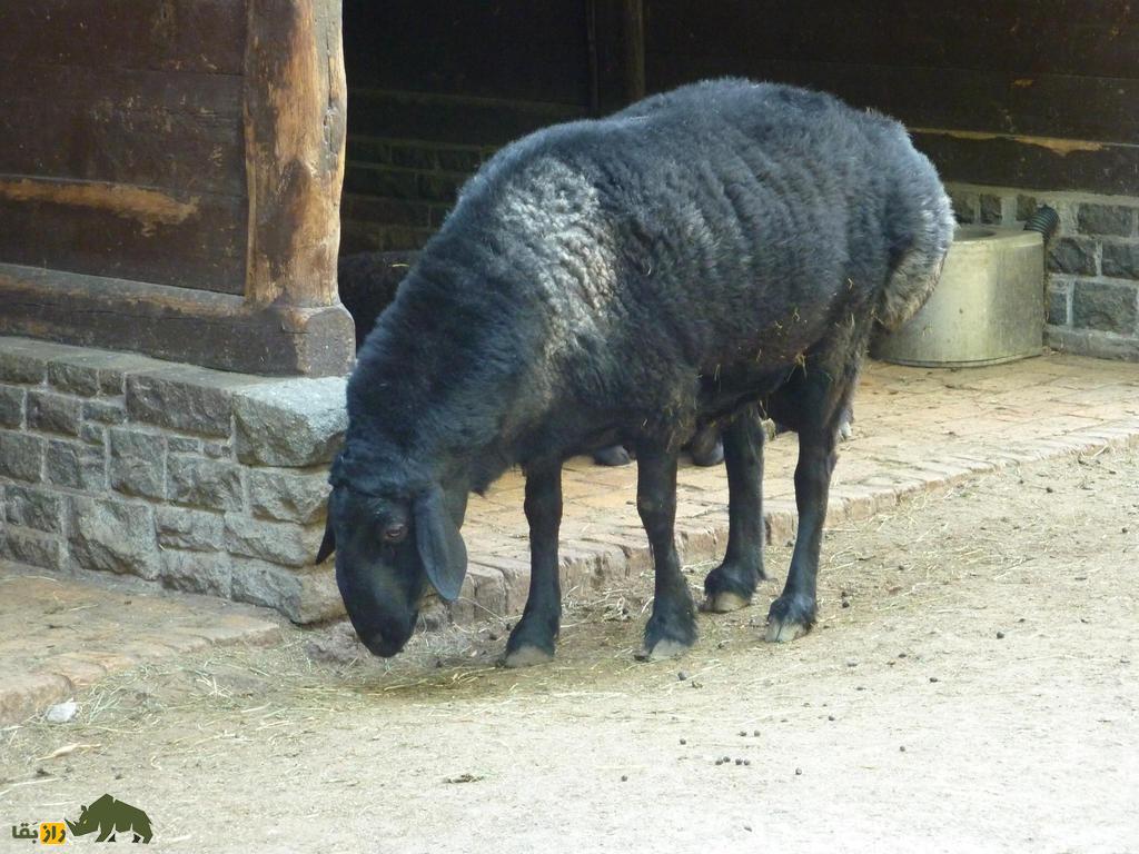 گوسفند عجیب و غول‌پیکر تاجیکستان؛ این گوسفند ۴۰ هزار دلاری با دو دُمبه را بیشتر بشناسید
