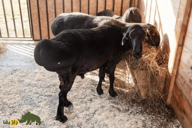 گوسفند عجیب و غول‌پیکر تاجیکستان؛ این گوسفند ۴۰ هزار دلاری با دو دُمبه را بیشتر بشناسید