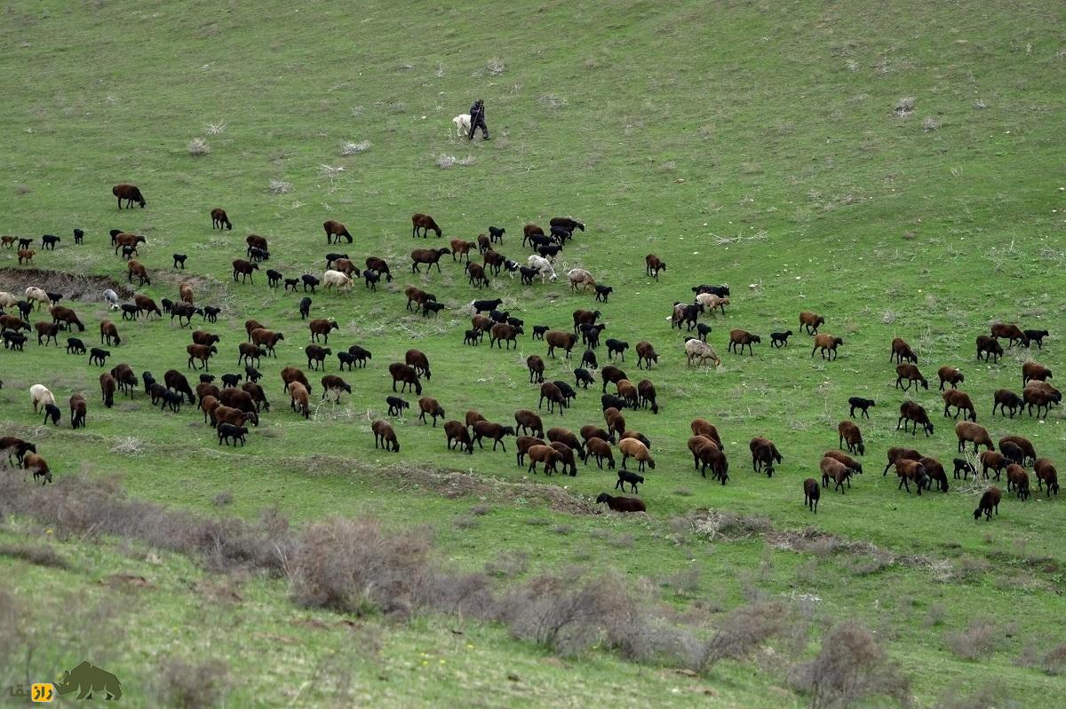 گوسفند عجیب و غول‌پیکر تاجیکستان؛ این گوسفند ۴۰ هزار دلاری با دو دُمبه را بیشتر بشناسید