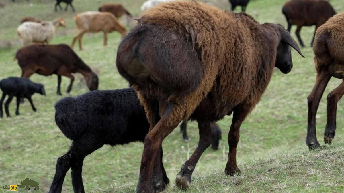 (تصاویر) گوسفند هیسار؛ غول‌ تاجیکستانی که ۴۰ هزار دلار قیمت دارد!