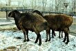 (تصاویر) گوسفند هیسار؛ غول‌ تاجیکستانی که ۴۰ هزار دلار قیمت دارد!