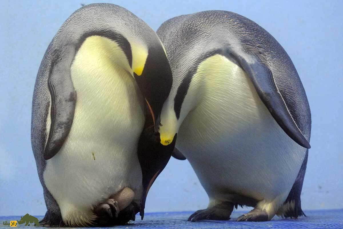 ۳۲ واقعیت عجیب درباره حیوانات؛ خواستگاری عجیب پنگوئن‌ها تا رای‌دادن گاومیش‌ها!