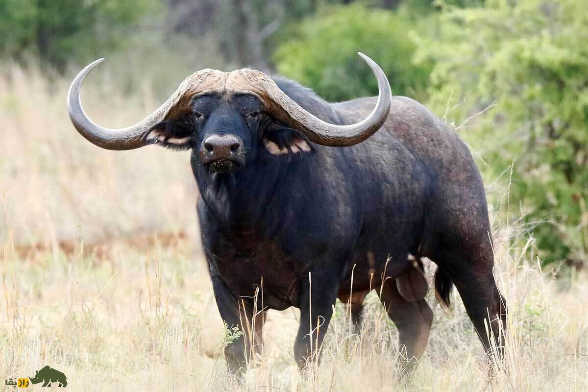 ۳۲ واقعیت عجیب درباره حیوانات؛ خواستگاری عجیب پنگوئن‌ها تا رای‌دادن گاومیش‌ها!