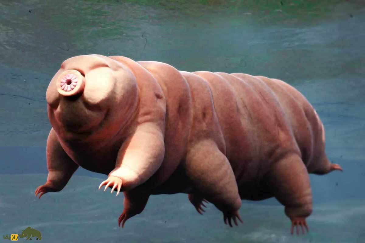 ۳۲ واقعیت عجیب درباره حیوانات؛ خواستگاری عجیب پنگوئن‌ها تا رای‌دادن گاومیش‌ها!