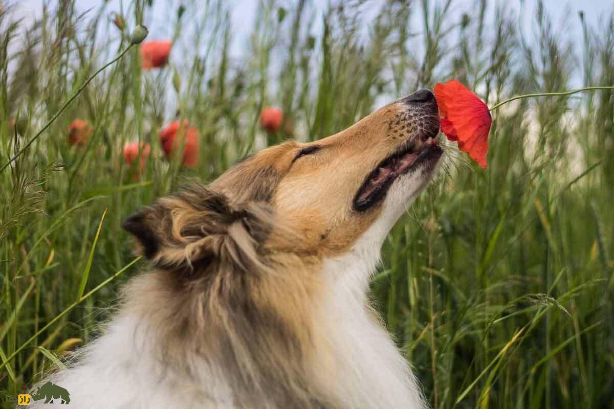 ۳۲ واقعیت عجیب درباره حیوانات؛ خواستگاری عجیب پنگوئن‌ها تا رای‌دادن گاومیش‌ها!